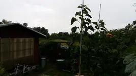 1501561467028145728260.webp