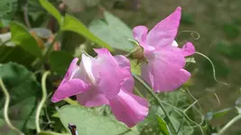 Duftwicken.webp