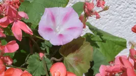 winde Geranie.webp