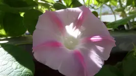 Winde rosa (2).webp