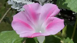 Winde rosa.webp
