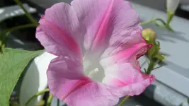 Winde.webp