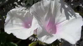Winden weiss.webp