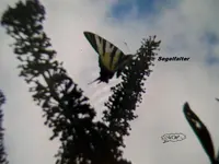P1010211.webp