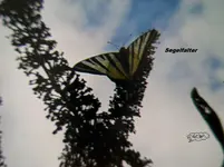P1010212.webp