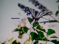 P1010213.webp