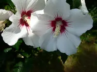 P1010208.webp
