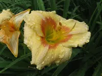 sil. ethel smith1_1024x768.webp