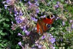 Schmetterling0107.jpg