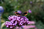 Schmetterling1107.jpg
