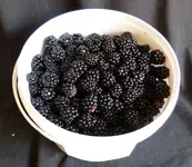 bbeeren.webp