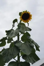 _DSC2061.webp