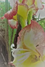 Gladiole 2017.webp