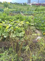 IMG_20170727_173615.webp