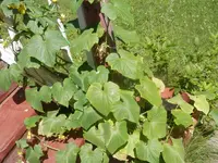 P7310478.webp