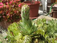 BILD7281.webp