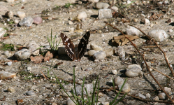 086.webp