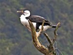 IMG_8730Kormoran v (2).JPG