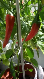 T Chili (2).webp