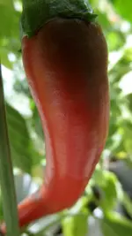 T Chili.webp