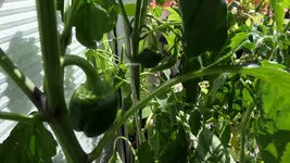 T Paprika.webp