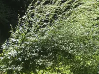 BILD7827.webp
