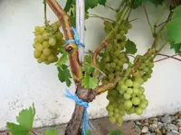 DSC01306.webp