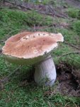 steinpilz_576x768.JPG