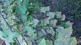 20170802_210650.webp