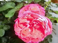 DSCI1916.webp