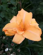 IMG_20170802_221939.JPG