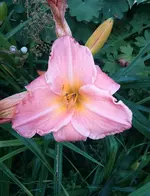 IMG_20170802_222005.JPG