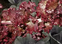 2017weinrot02.webp