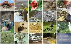 Juli 2017 Gewuselv (2).webp