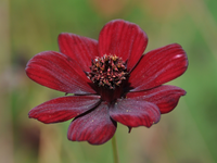 Schokoladenblume_1.webp