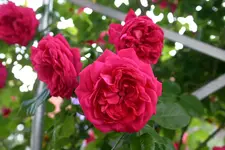 Rose Laguna0510d.webp