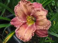 mapping carolina 4_1024x768.webp