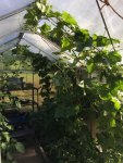 2017-07-26 GWH Luffa_Urwald.jpg