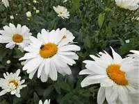 DSCI1756 (2).webp