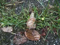BILD7873.webp