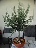 DSC01334.webp