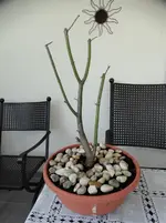 DSC01336.webp