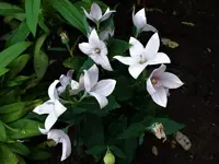 DSC01340.webp