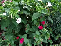 DSC01341.webp