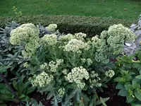DSC01342.webp