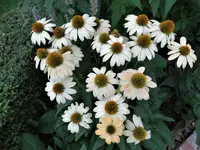 DSC01343.webp