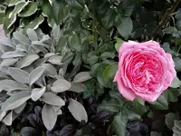 DSC01345.webp