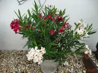 DSC01351.webp