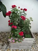 DSC01350.webp