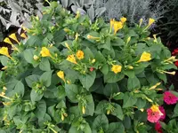 DSC01356.webp